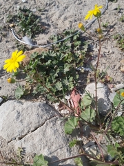 Senecio glaucus