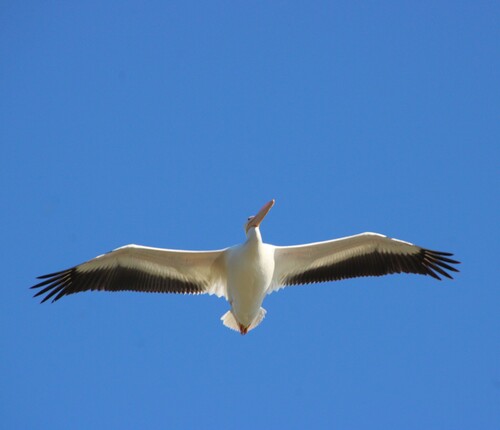iNaturalist observation photo of American White Pelican