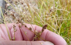 Carex divulsa