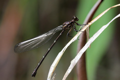 Caledopteryx maculata