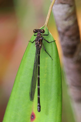Caledopteryx maculata