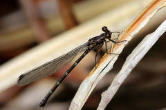 Caledopteryx maculata