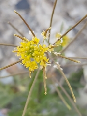 Sisymbrium irio
