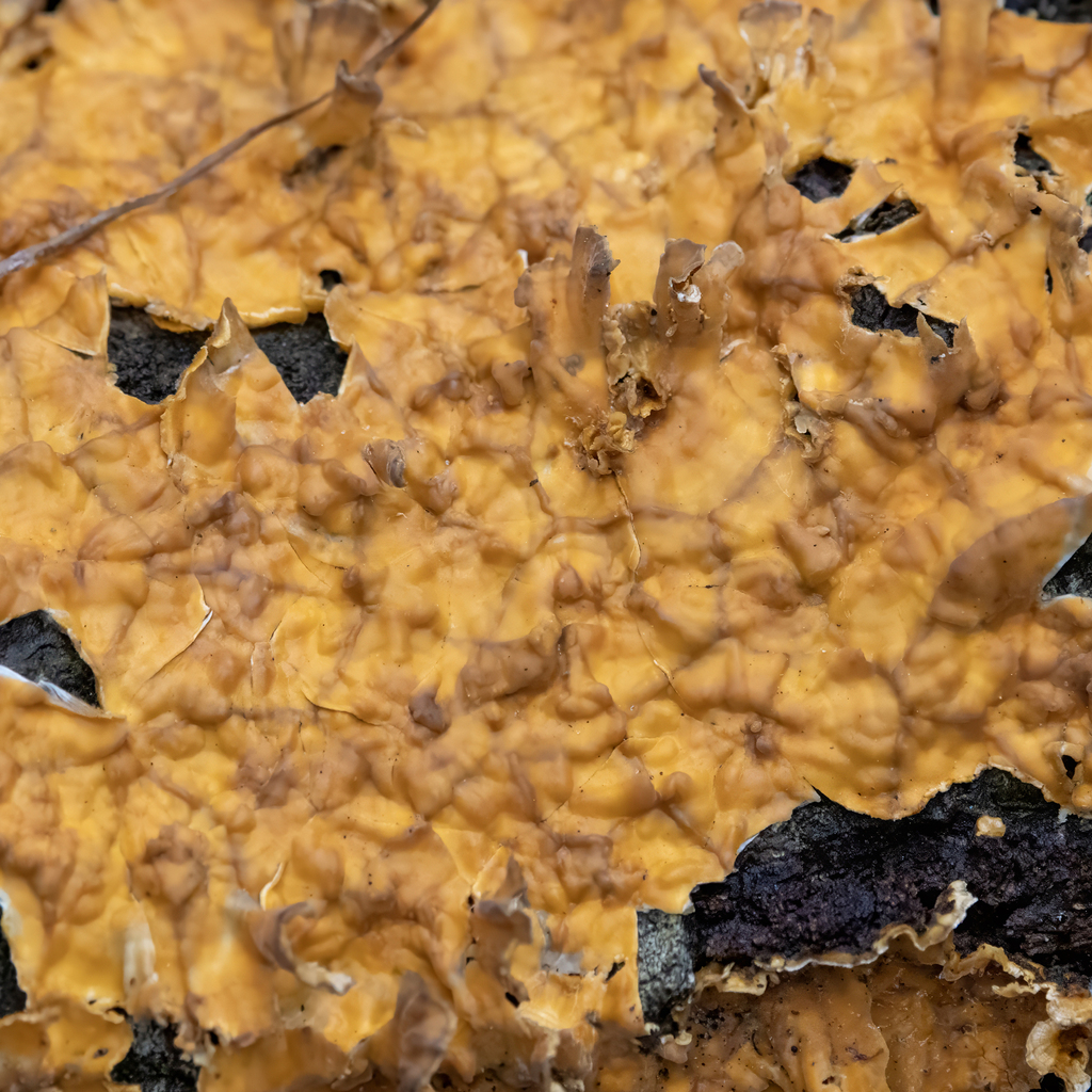 Stereum complicatum · February 2026 · photo: © kodiakgarden (iNaturalist, cc0)