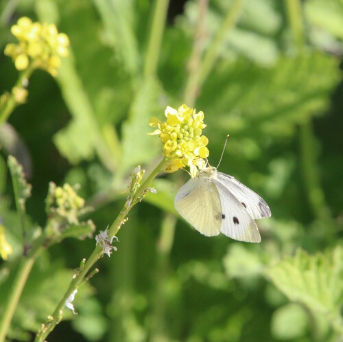 iNaturalist observation photo of Small White