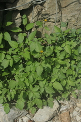 Asteraceae