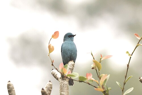 Verditer Flycatcher (Eumyias thalassinus), photo 10