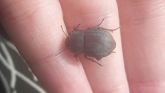 Coleoptera