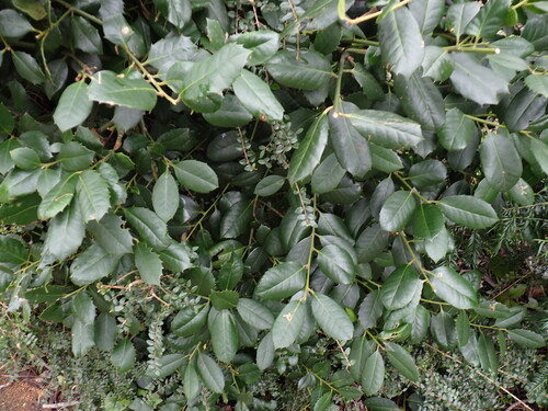 Highclere Holly (Ilex ×)