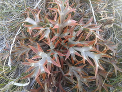 Aciphylla hookeri