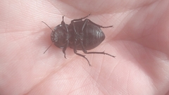 Coleoptera