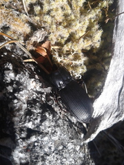 Plocamostethus planiusculus