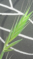Poaceae