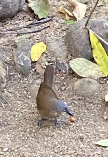Ashy-headed Laughingthrush (Argya cinereifrons), photo 8