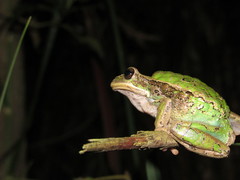 Cuenca Marsupial Frog photo 3