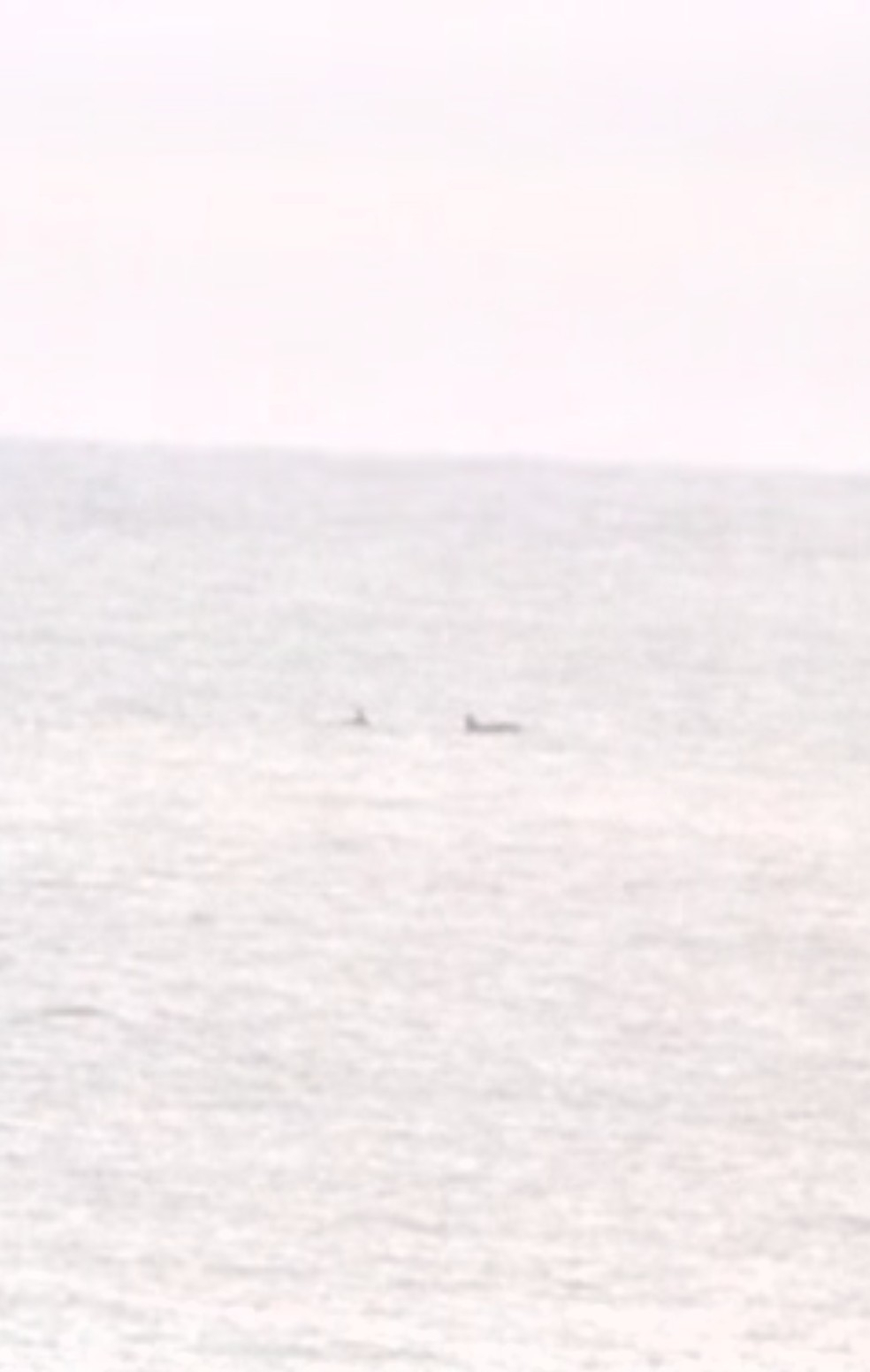 Orcinus orca