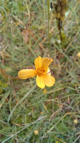 Yellow pale maiden (Sisyrinchium patagonicum)