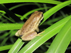 Cuenca Marsupial Frog photo 5
