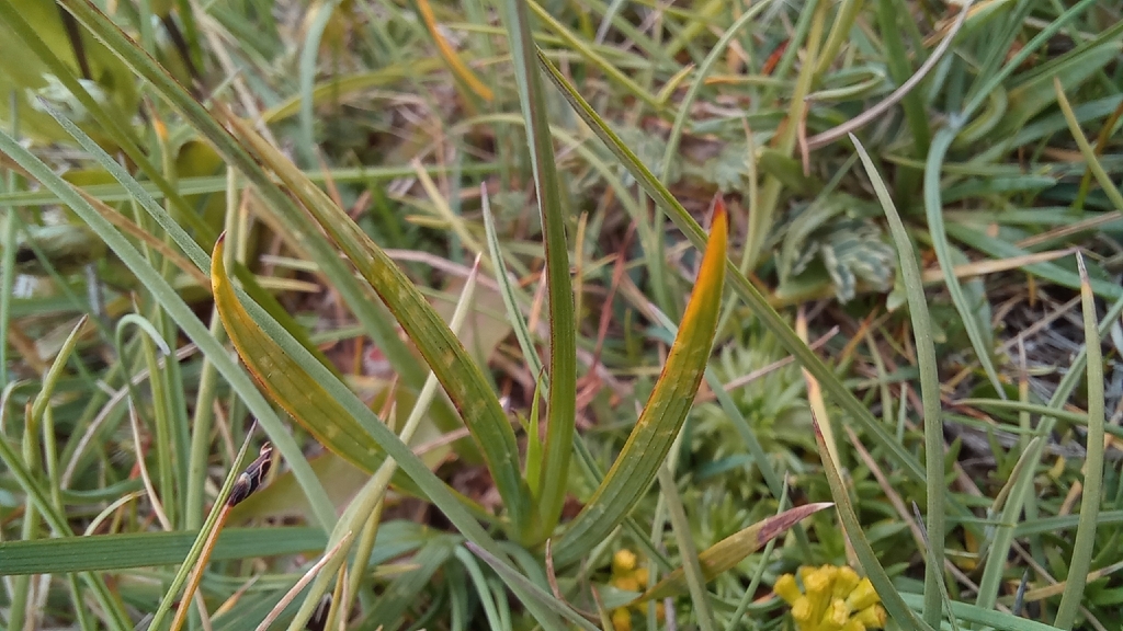 Sisyrinchium patagonicum; photograph (c) Ariadna Tripaldi, some rights reserved (CC BY)