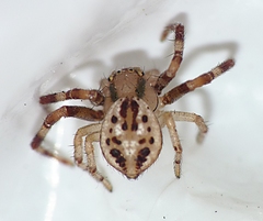 Australomisidia ergandros