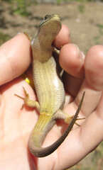 Southern Alligator Lizard photo 2