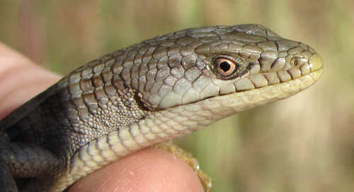 Southern Alligator Lizard, photo 4 of 10