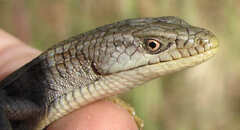 Southern Alligator Lizard photo 3