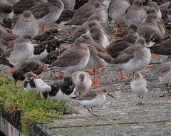 Calidris alpina