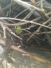 Ranoidea phyllochroa