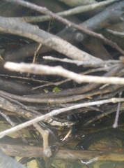 Ranoidea phyllochroa