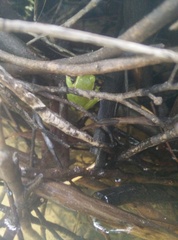 Ranoidea phyllochroa