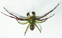 Australomisidia pilula