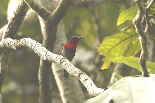 Crimson Sunbird (Aethopyga siparaja), photo 7