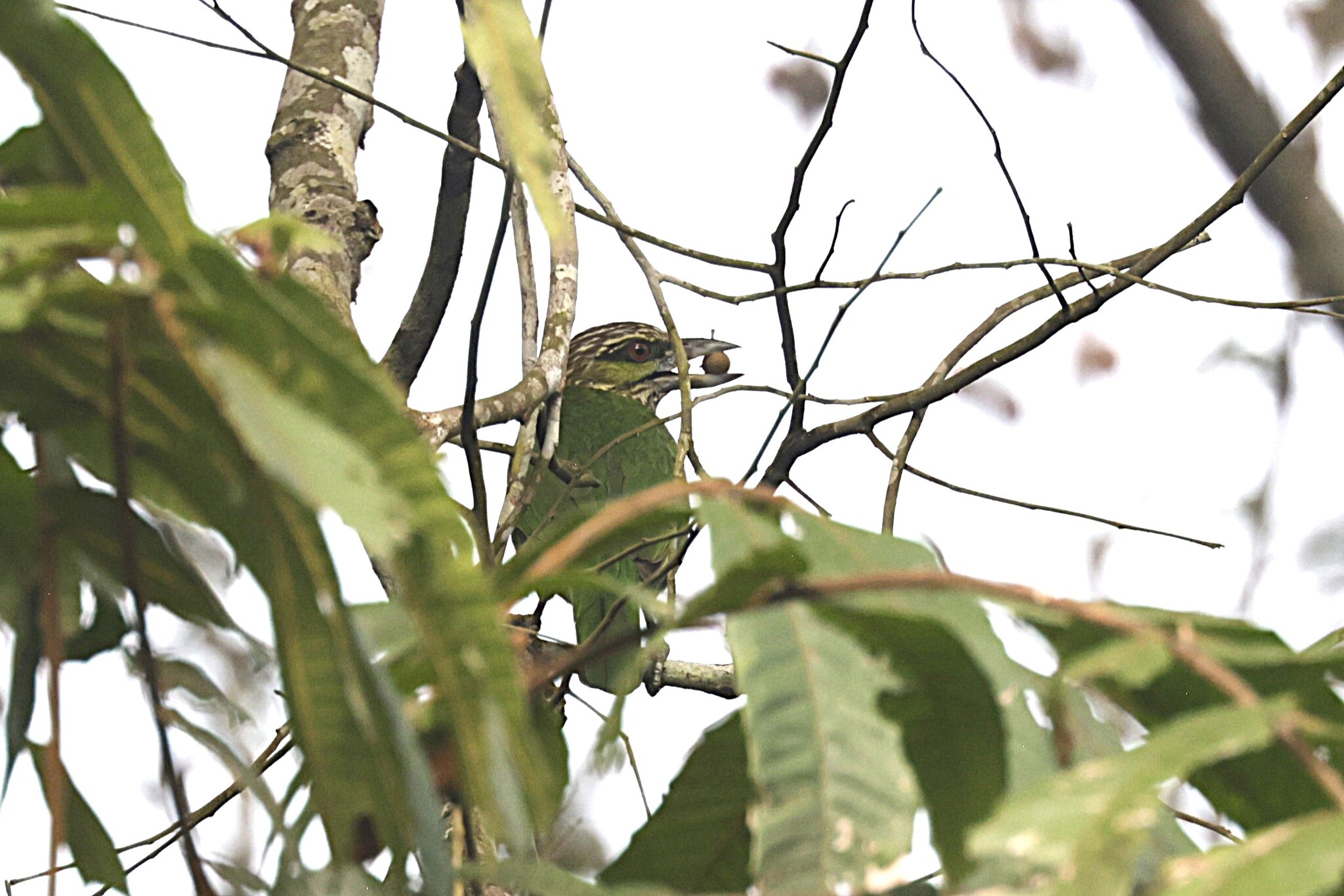 Green-eared Barbet (Psilopogon faiostrictus), photo 3