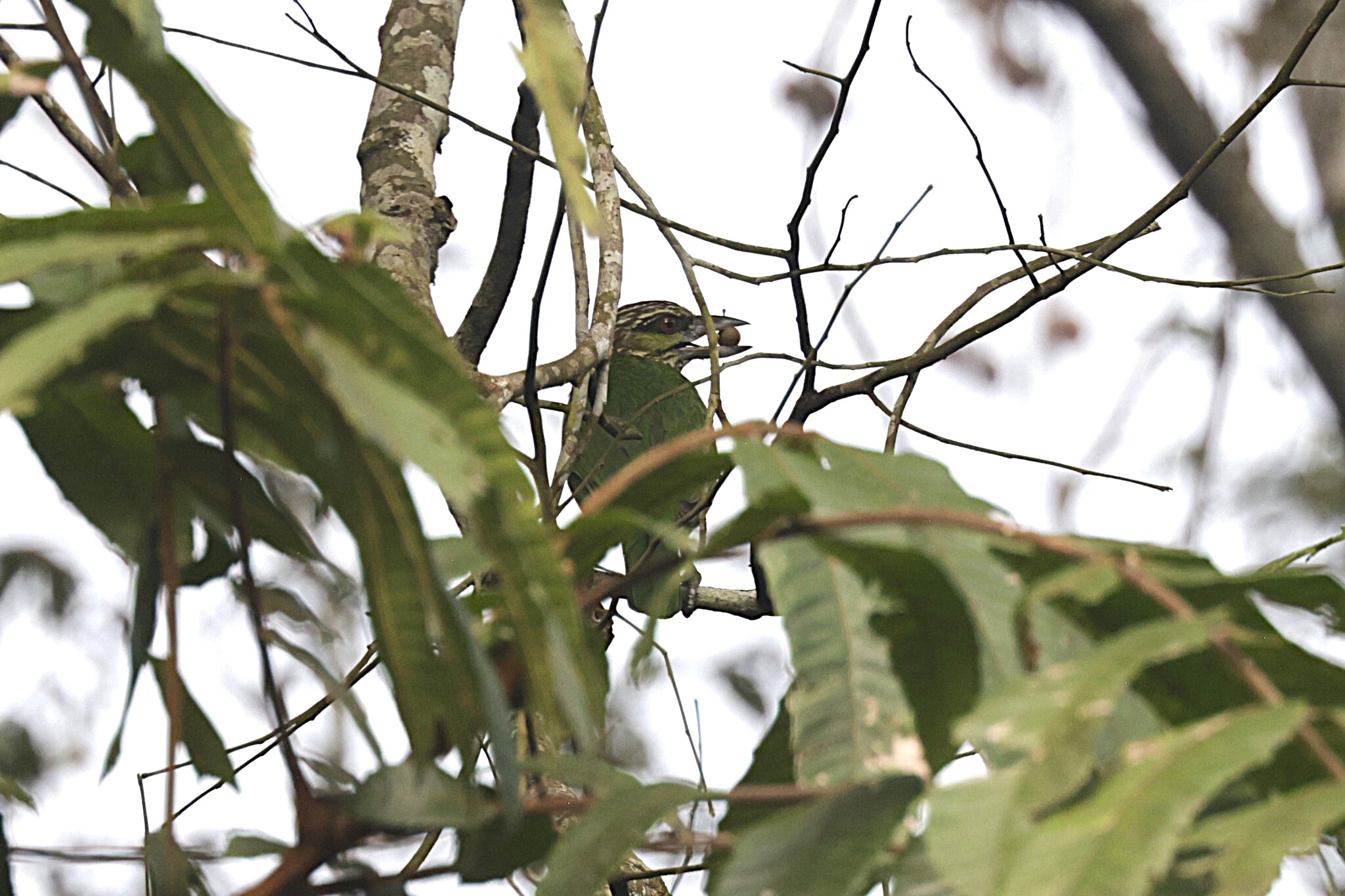 Green-eared Barbet (Psilopogon faiostrictus), photo 2