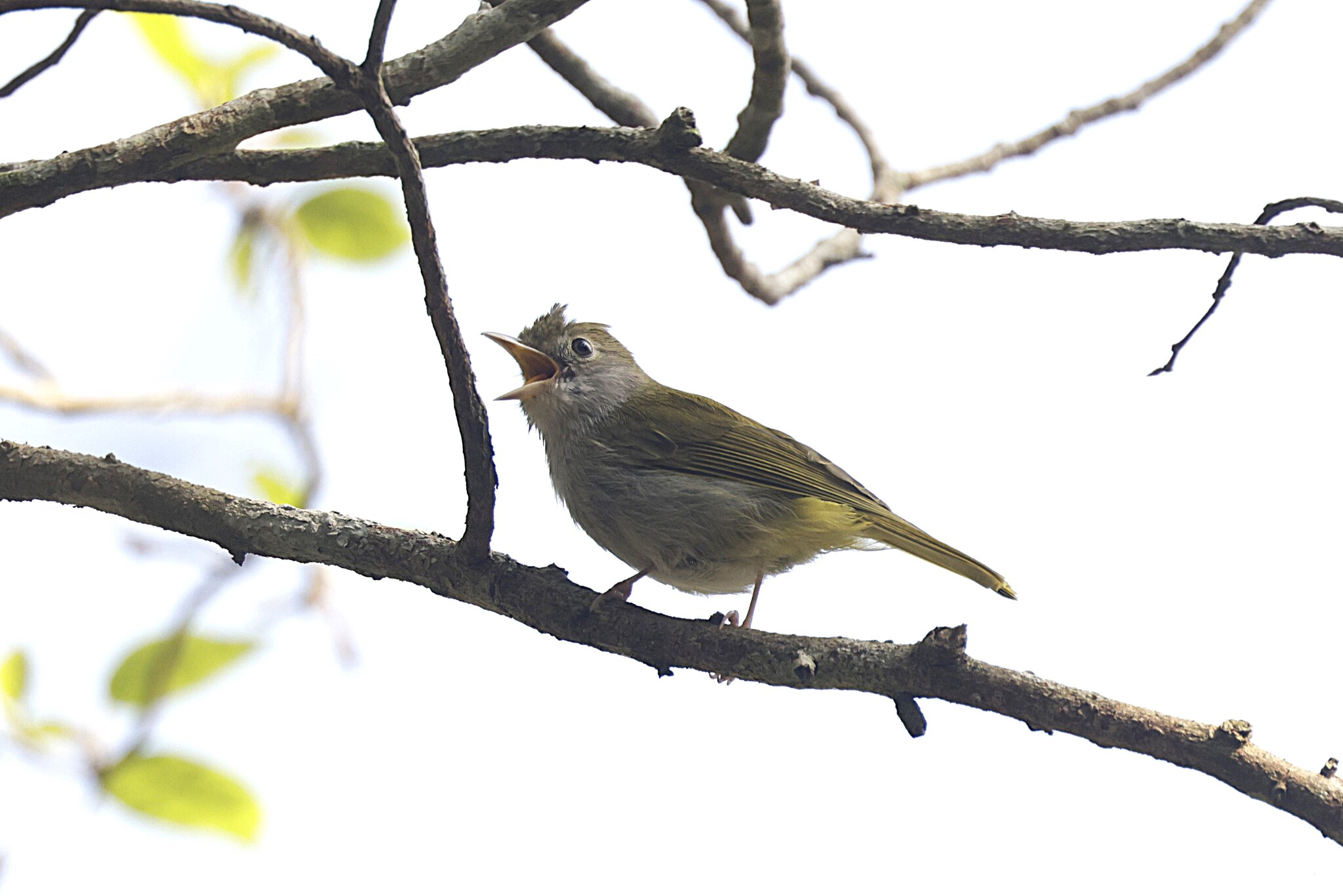 White-bellied Erpornis (Erpornis zantholeuca), photo 3