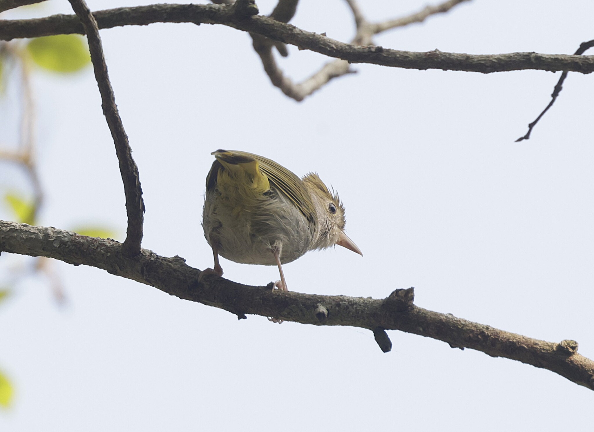 White-bellied Erpornis (Erpornis zantholeuca), photo 4