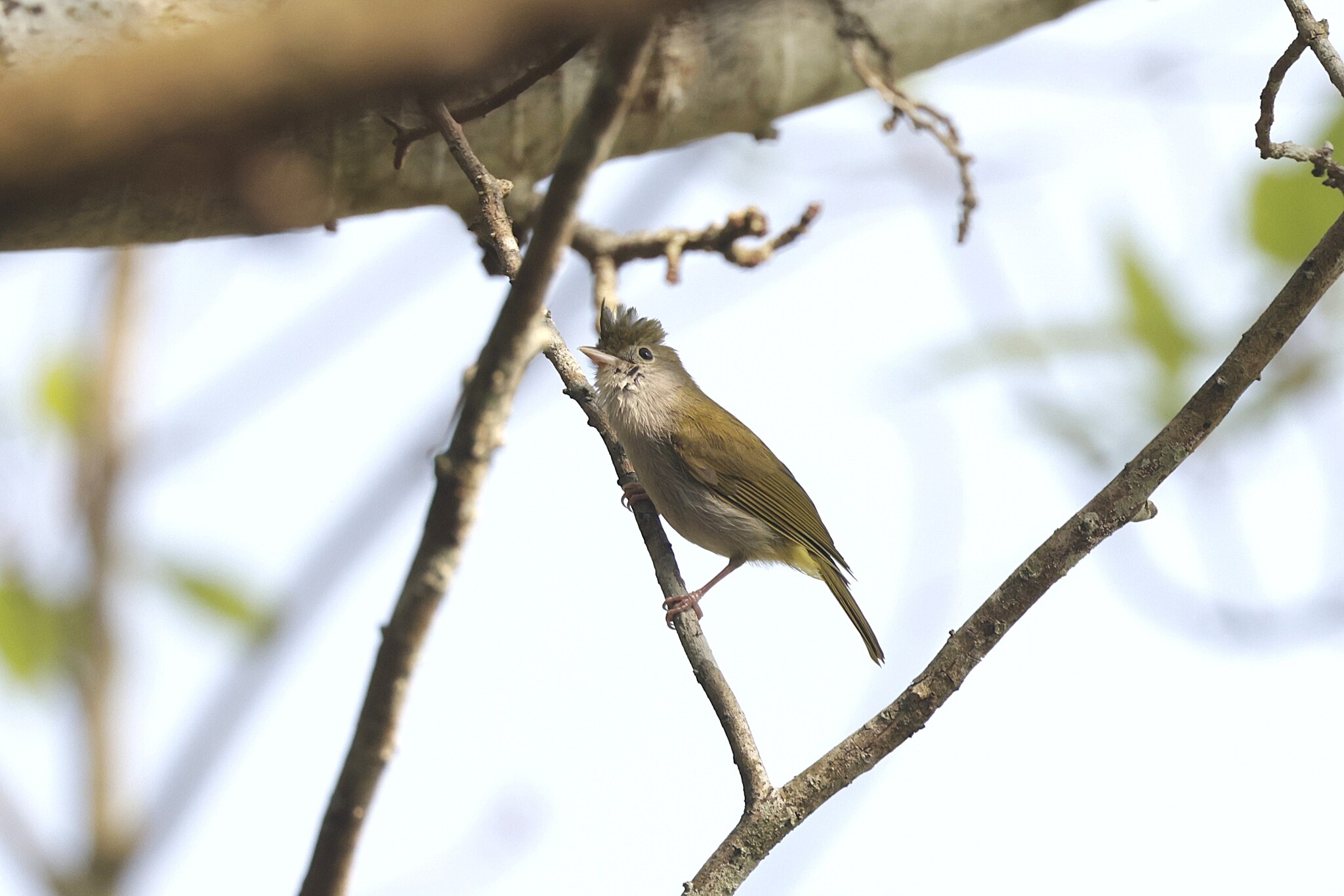 White-bellied Erpornis (Erpornis zantholeuca), photo 5