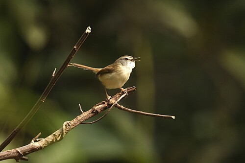 Rufescent Prinia (Prinia rufescens), photo 4