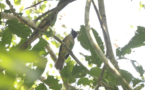 Puff-throated Bulbul (Alophoixus pallidus), photo 4