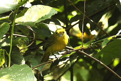 Great Iora (Aegithina lafresnayei)