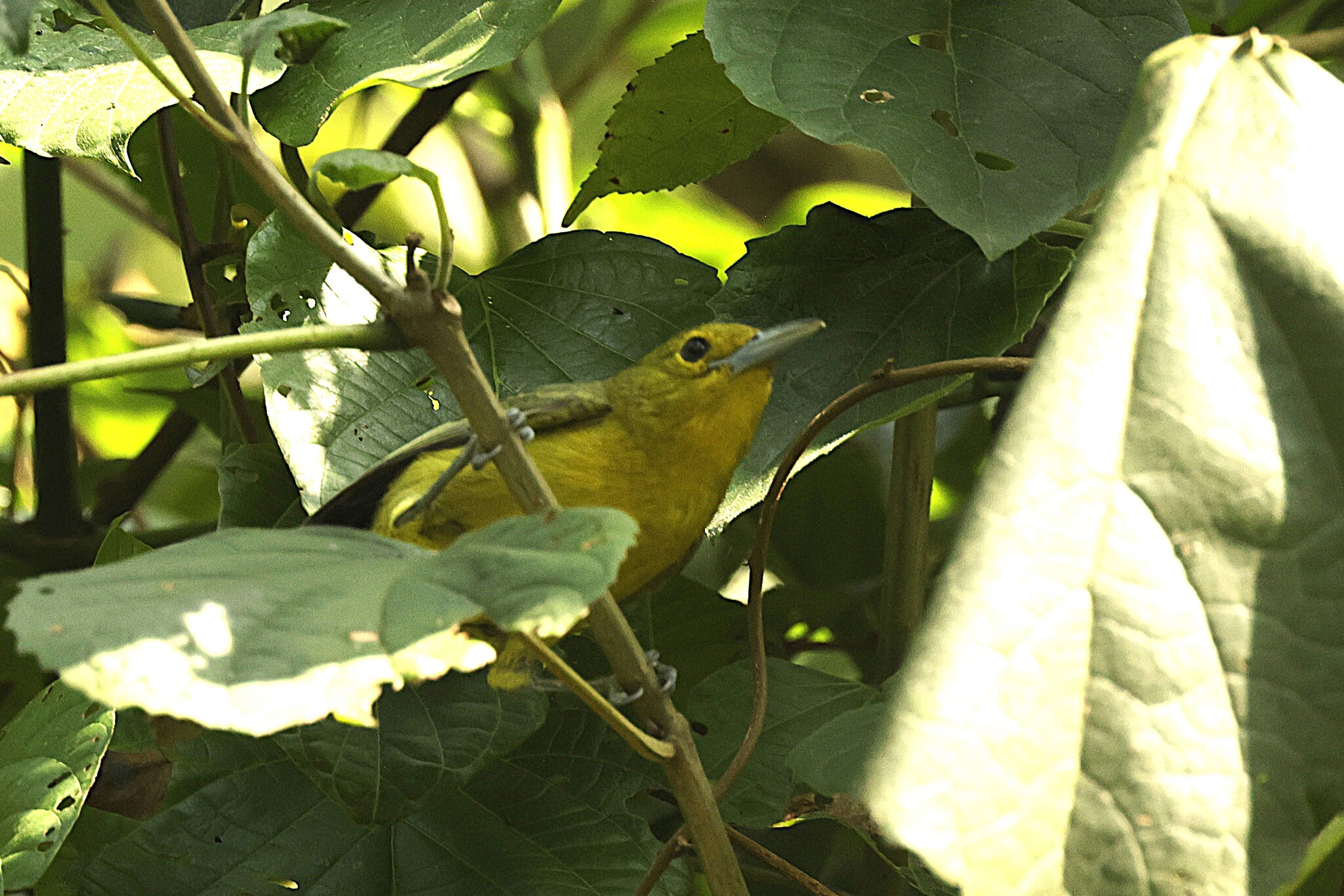 Great Iora (Aegithina lafresnayei), photo 2