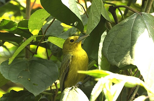 Great Iora (Aegithina lafresnayei), photo 9