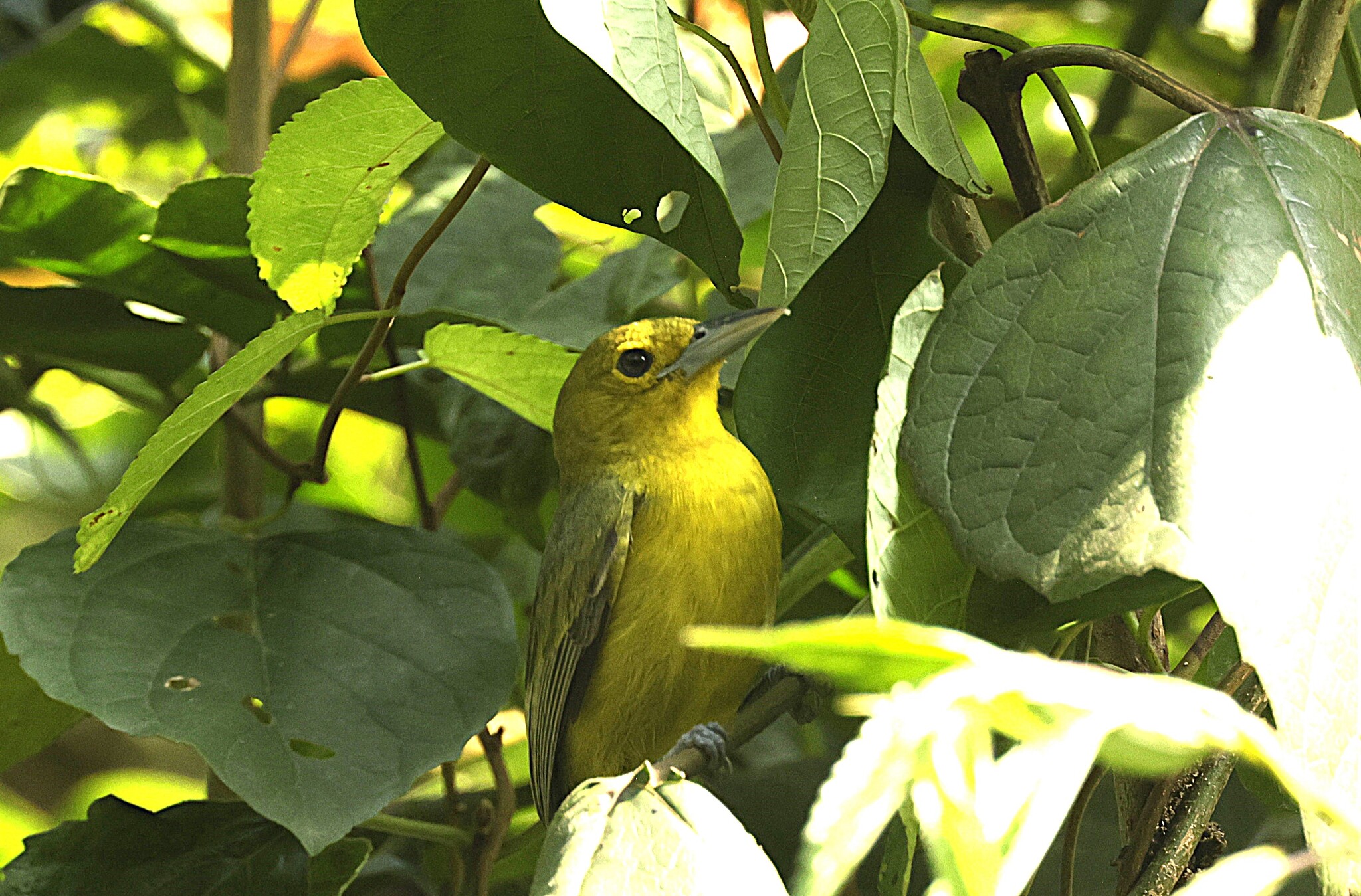 Great Iora (Aegithina lafresnayei), photo 3