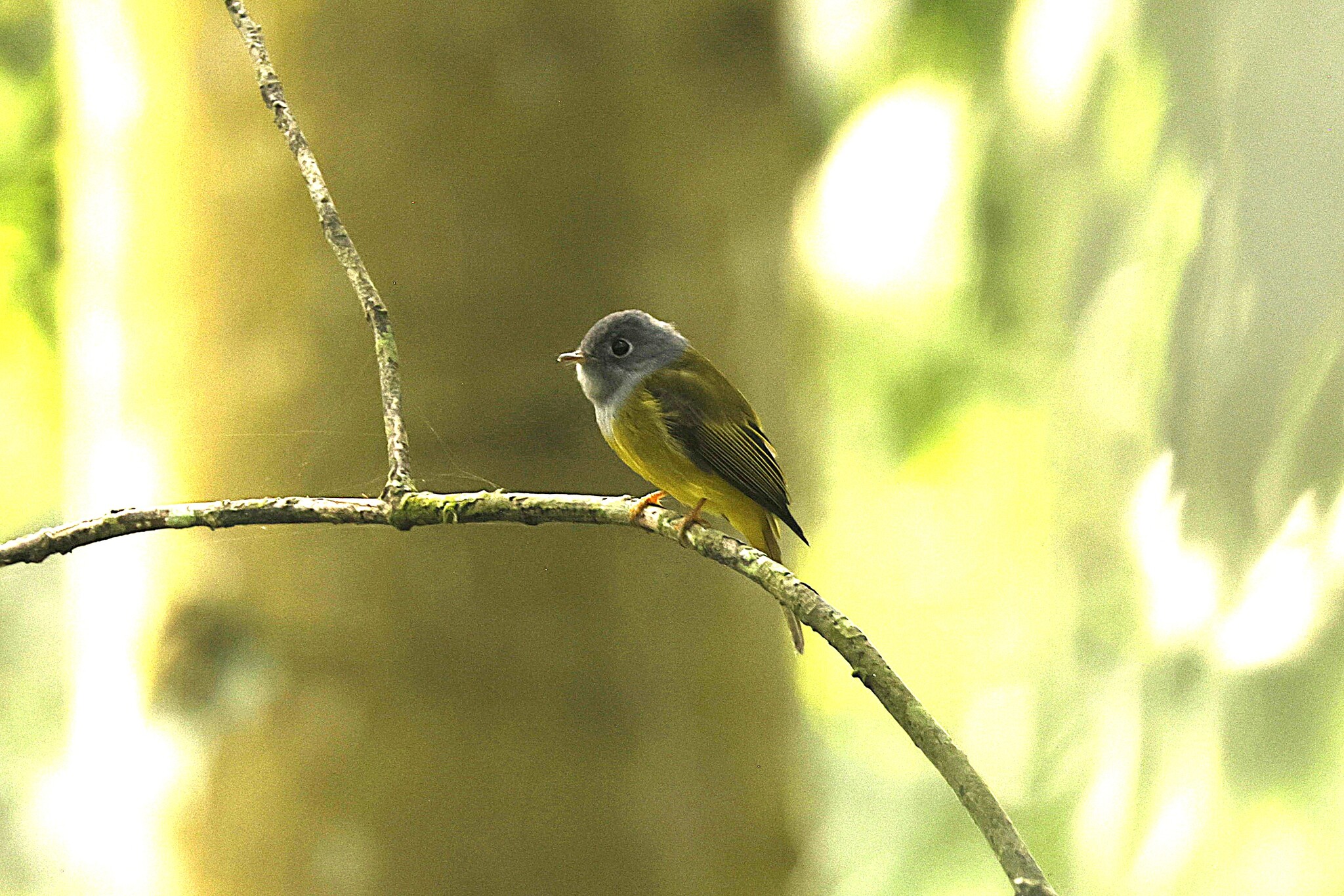 Grey-headed Canary-flycatcher (Culicicapa ceylonensis), photo 9