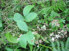 Rubus wolley-dodii