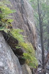 Davallia solida pyxidata