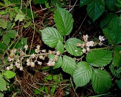 Rubus rubristylus