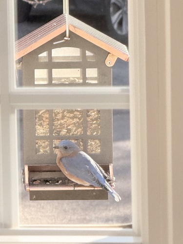 Eastern Bluebird photographed in Kansas