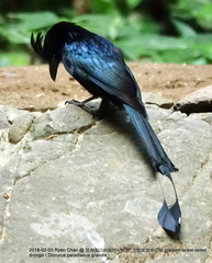 Dicrurus paradiseus grandis